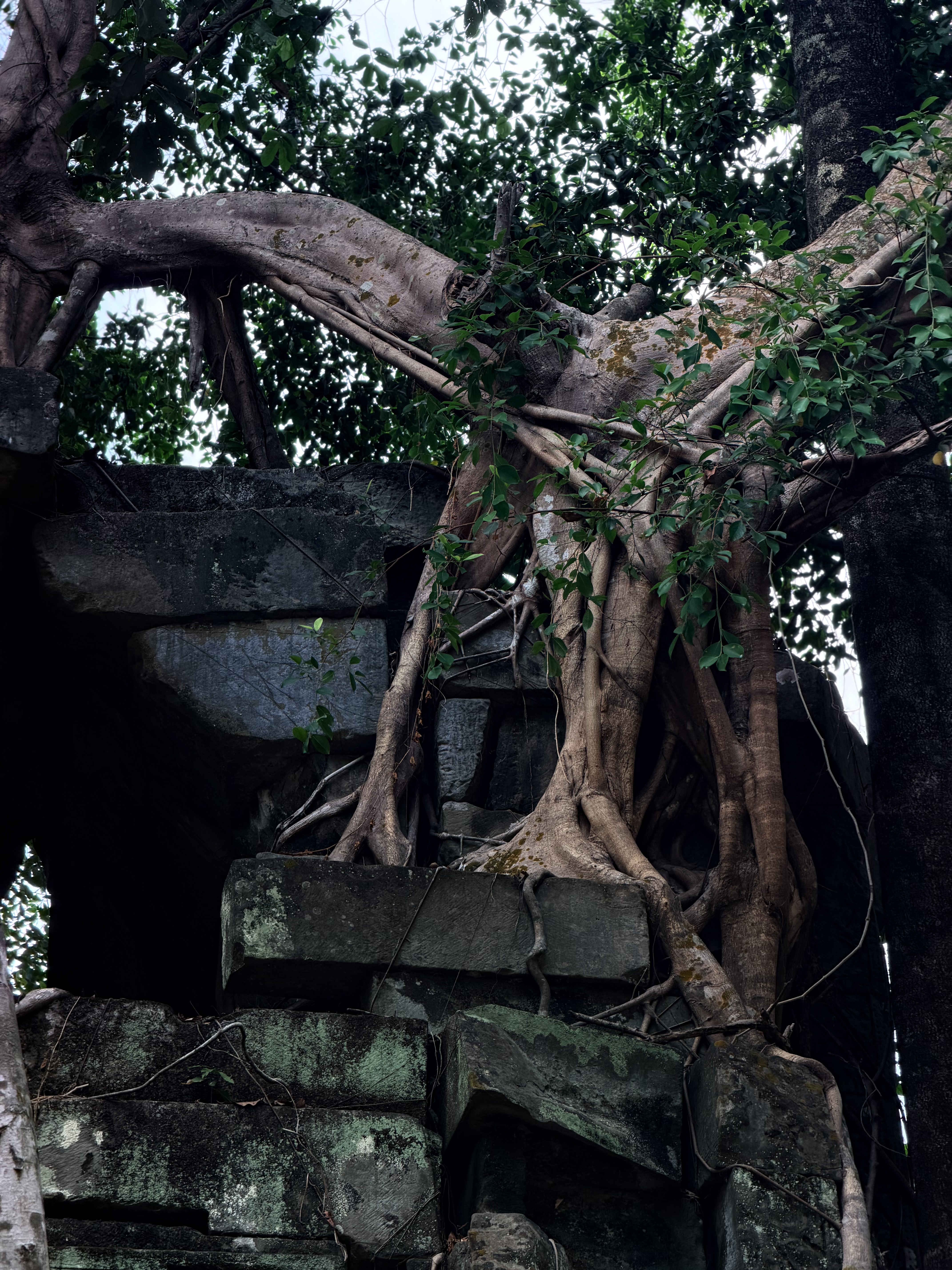 崩密列苔藓废墟