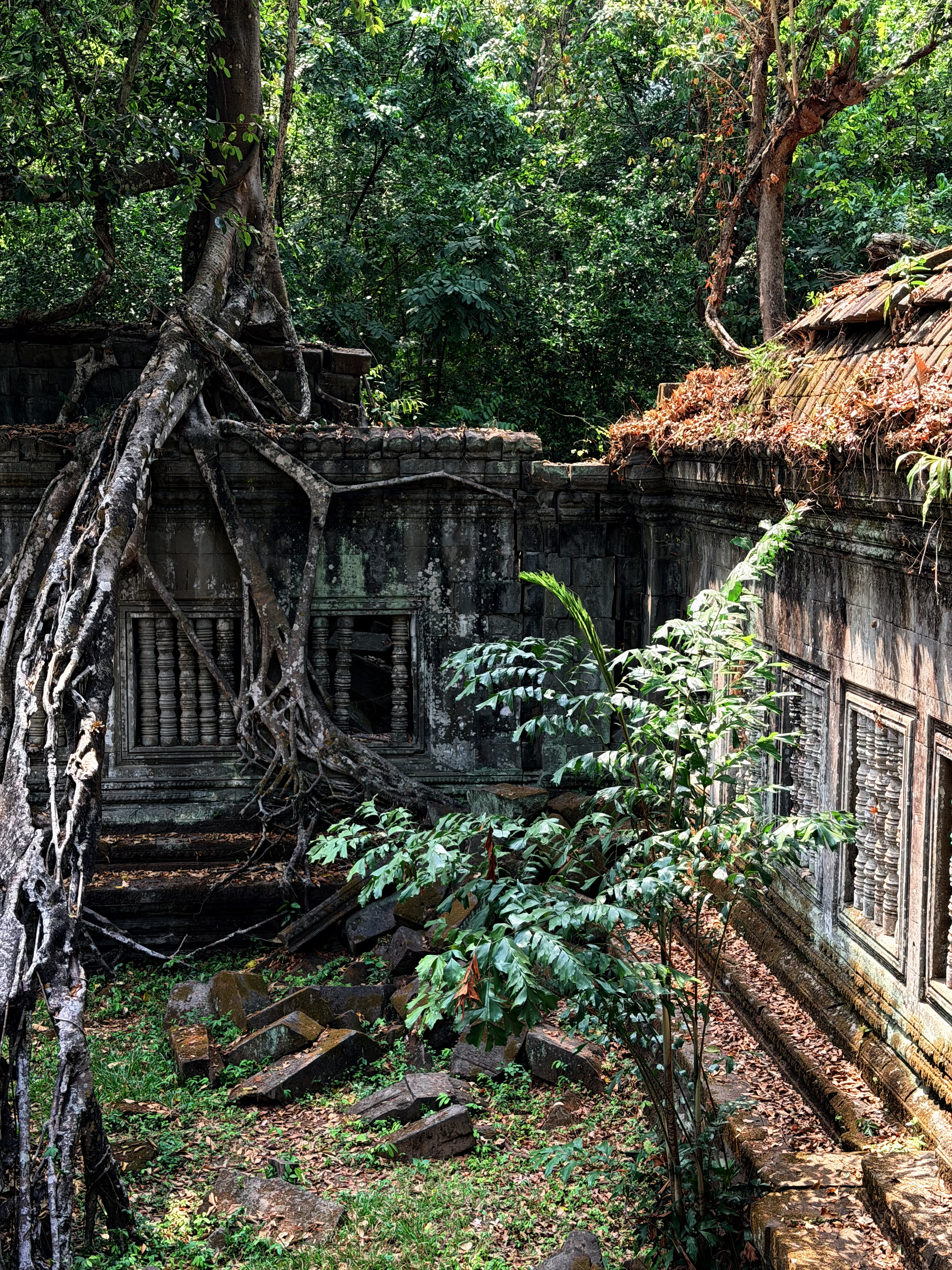 崩密列树根越墙