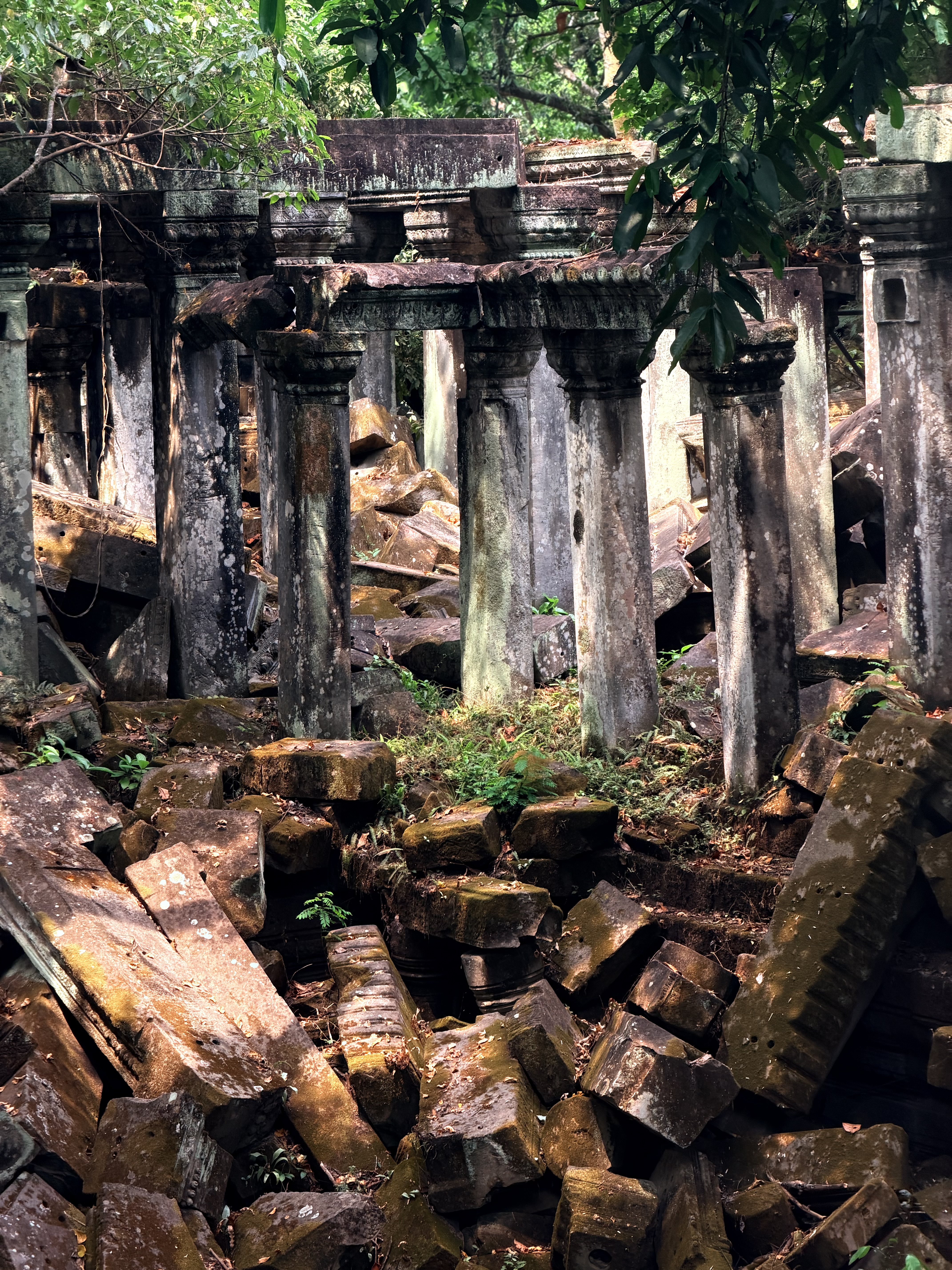 崩密列野生根系
