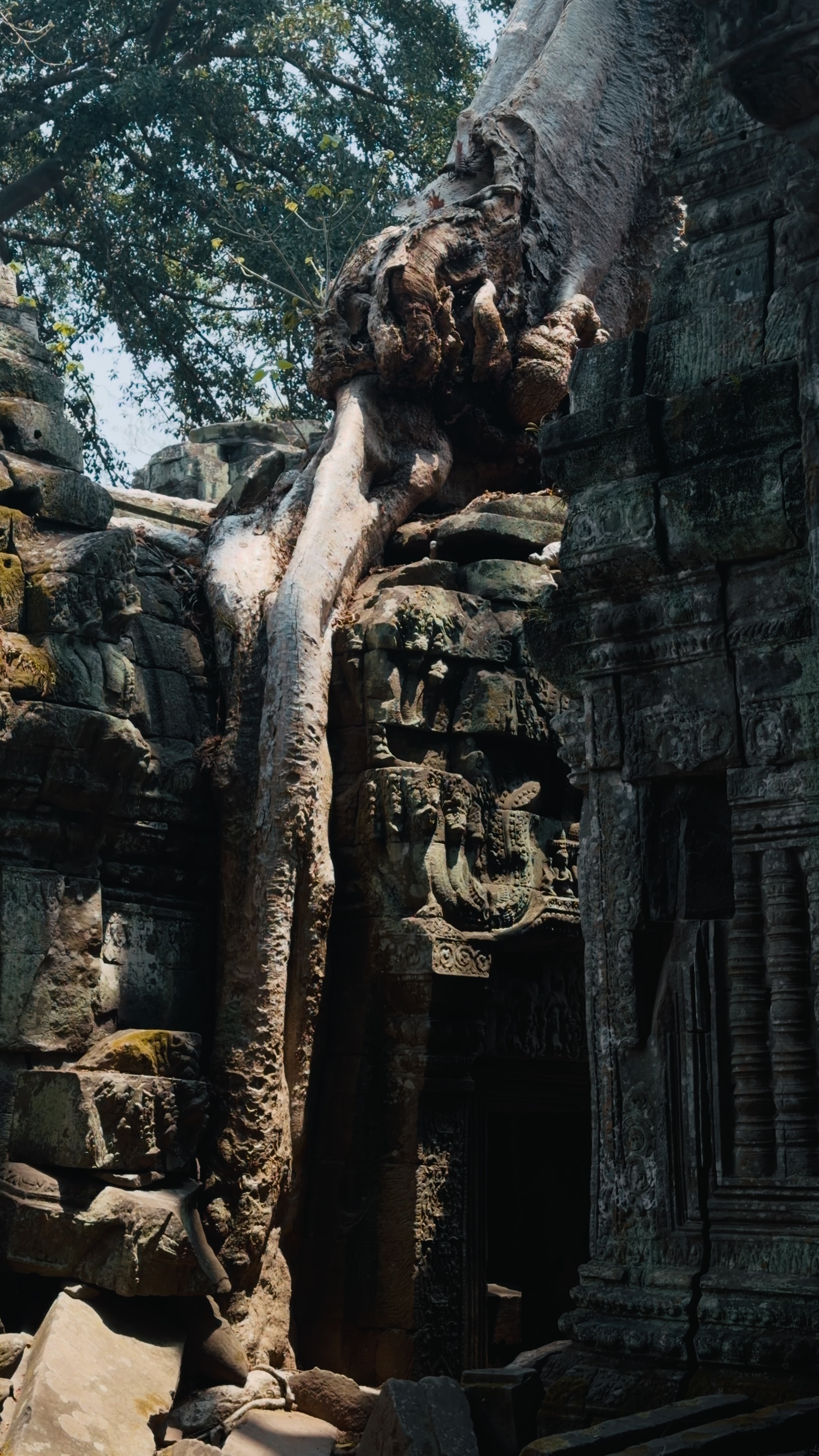 塔布茏巨树根系