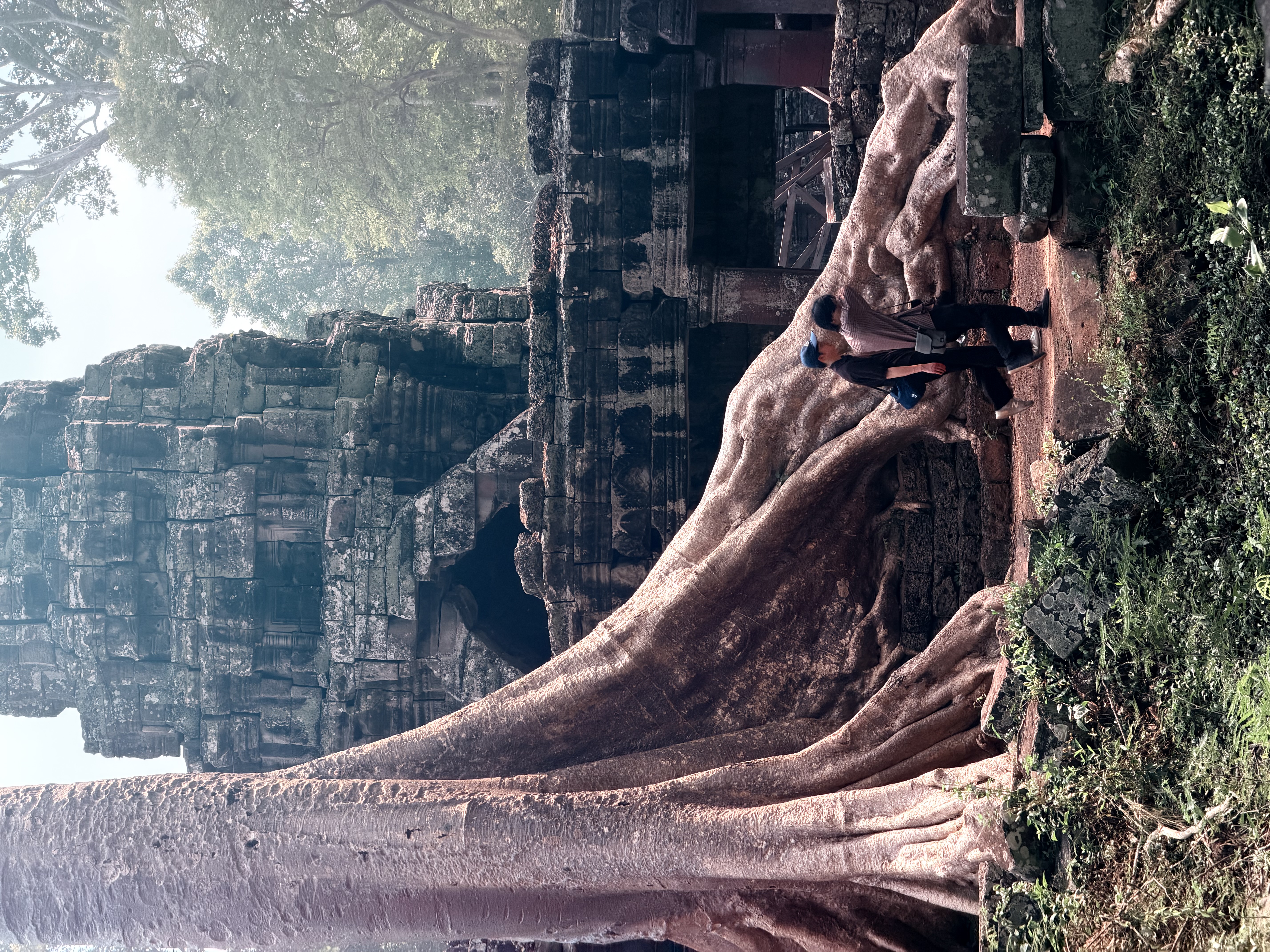 塔布茏巨大根系