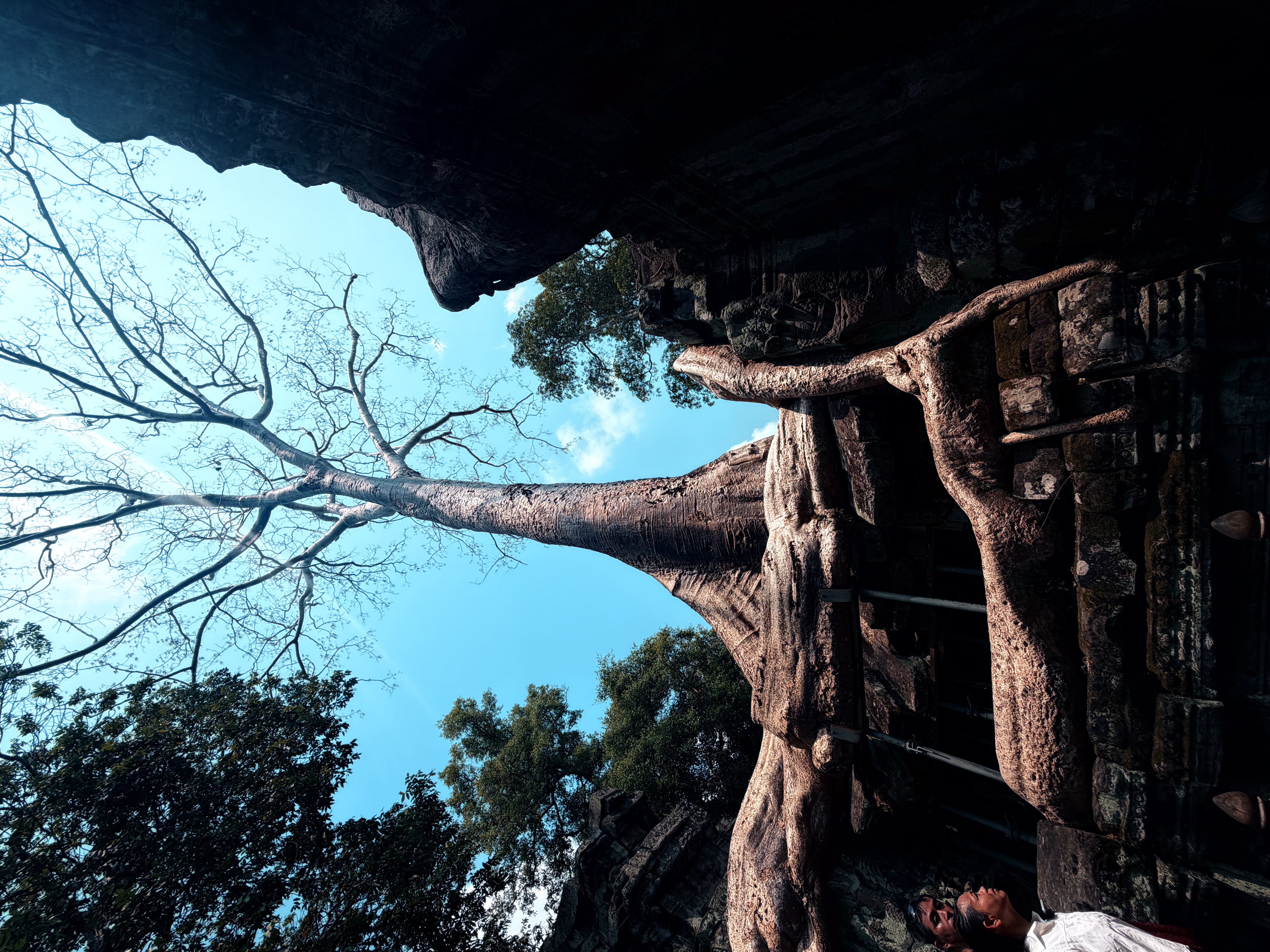 塔布茏经典树景